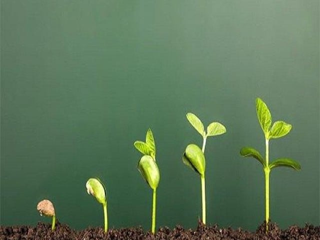 Plant Growth Stimulant